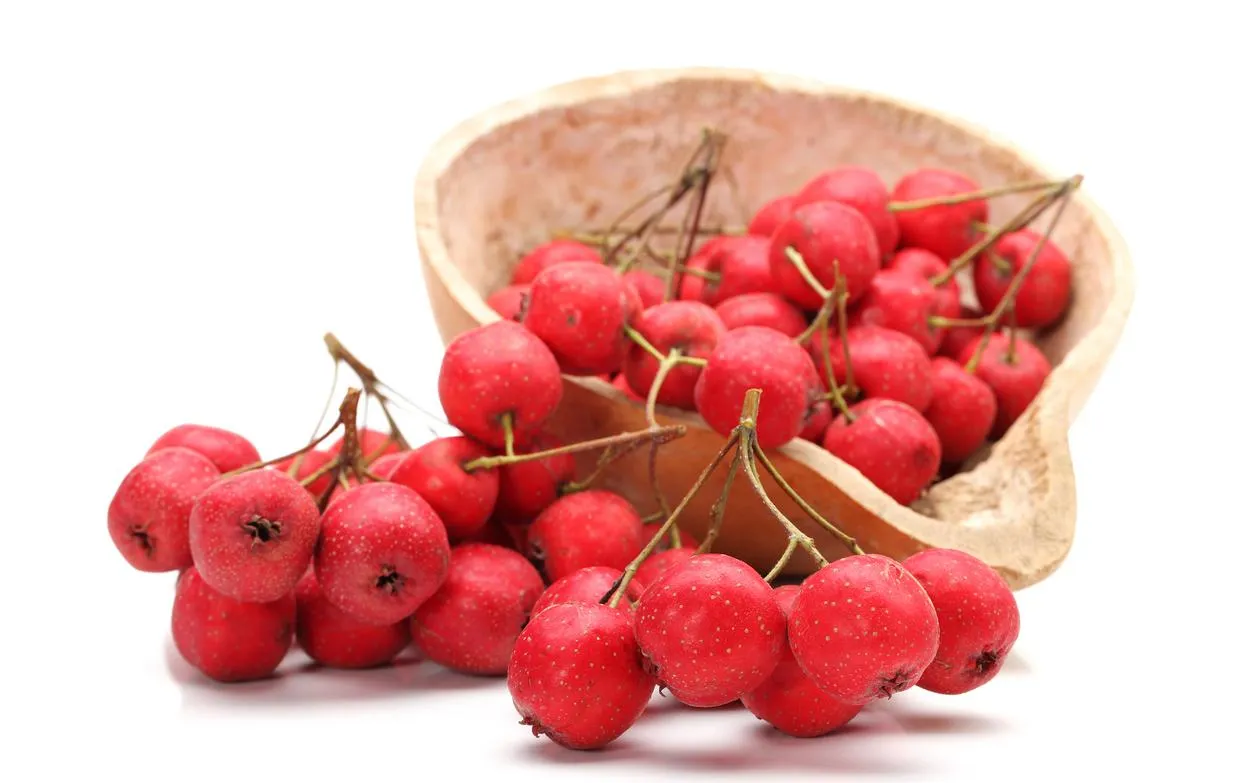 Hawthorn