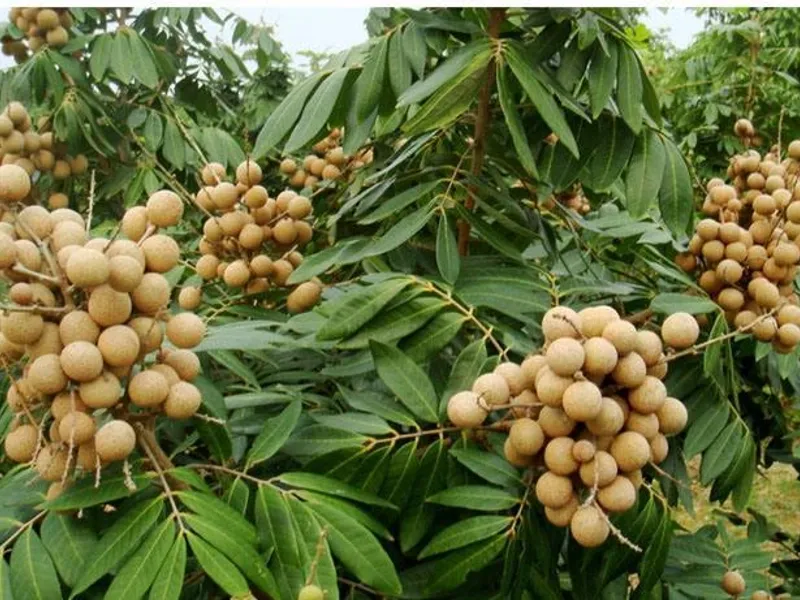 Clusters of translucent longan fruits glistening in sunlight