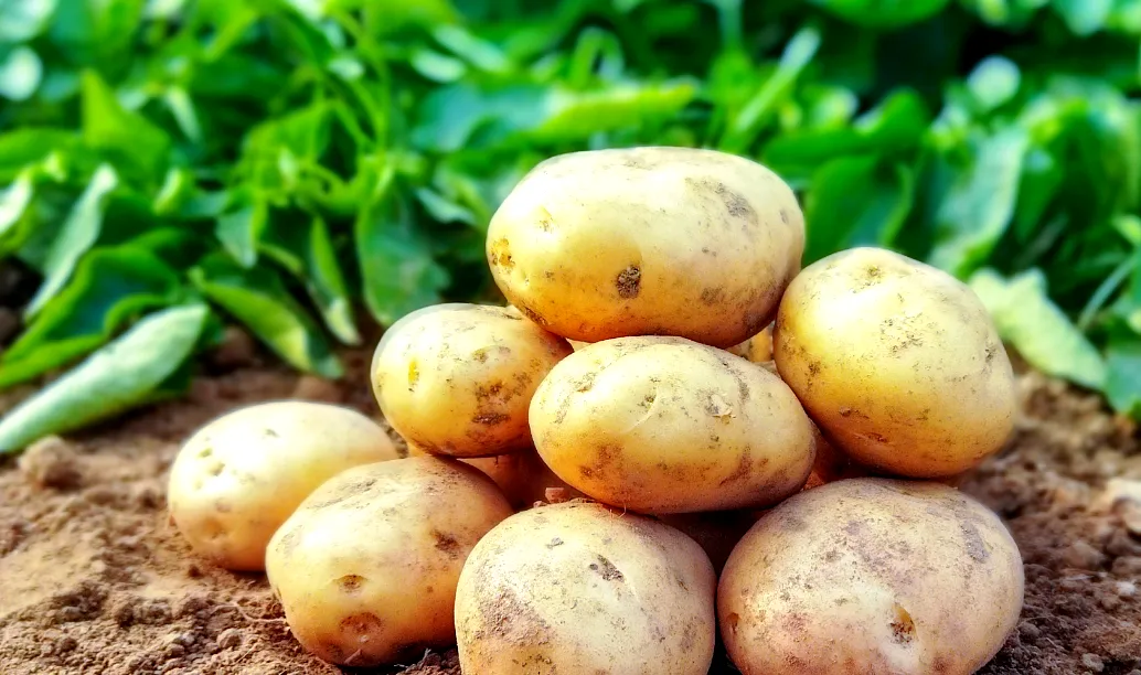 Potatoes (土豆)