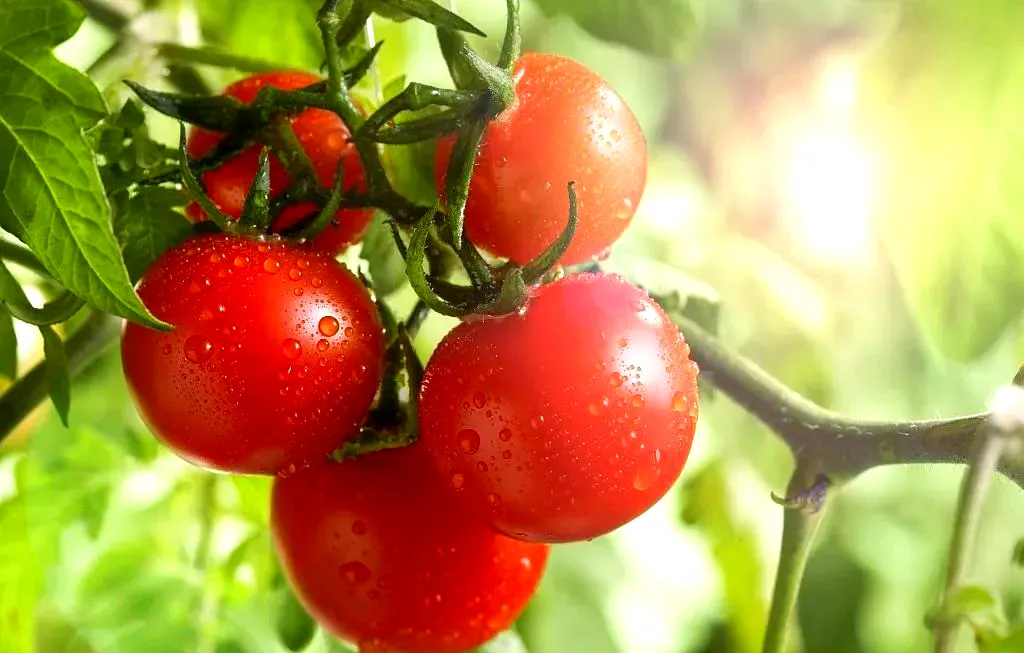 Tomatoes (番茄)